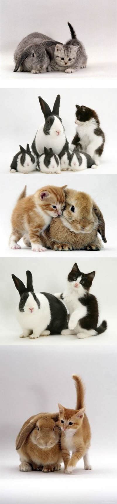 17 Best images about x BUNNIES AND FRIENDS x on Pinterest | Friendship, Cats and Cute photos