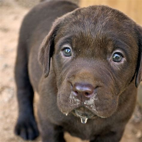 These Pictures of Chocolate Lab Puppies Are a Canine Brownout