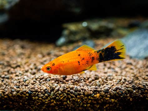 The Remarkable Platy Fish: Care, Feeding, and More!