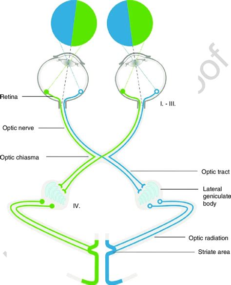 Optic Nerve Pathway