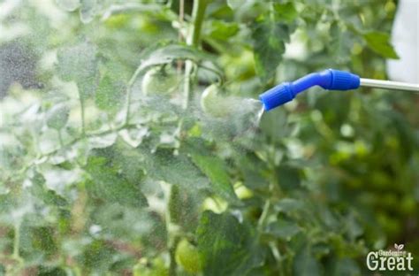 How to Use Neem Oil on Tomato Plants | Gardening is Great