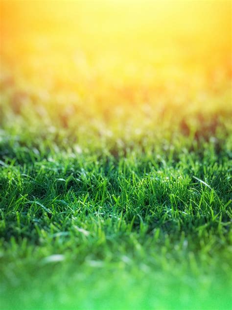 Green Grass over Yellow Background · Free Stock Photo