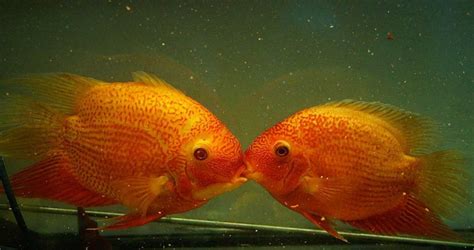 15 Best Oscar Fish Tank Mates (With Pictures) | Aqua Movement