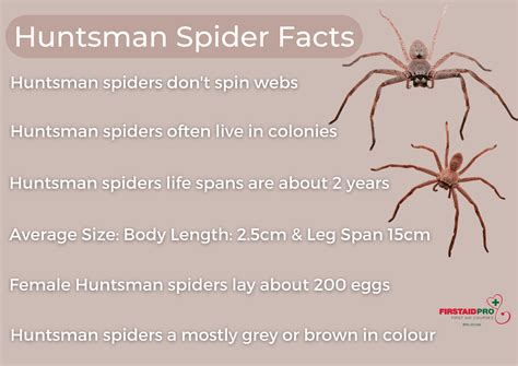 What to Do If You See a Huntsman Spider? Stay Calm & Act