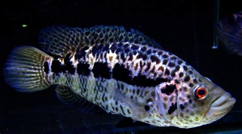 a black and white fish with spots on it's face in an aquarium tank