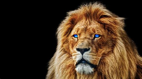 Blue Lion Wallpaper : Blue Lion Wallpapers | goawall