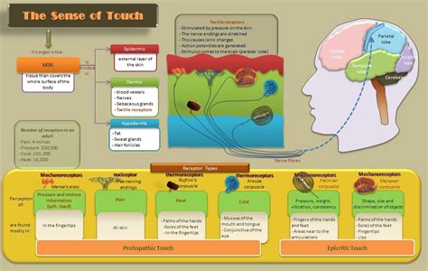 Educative diagrams: Diagram of The Sense of Touch