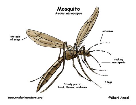 Mosquito