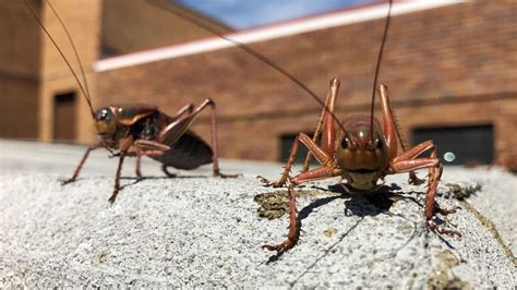 Photos: Yikes! Mormon crickets infesting small town of Murphy | KVAL