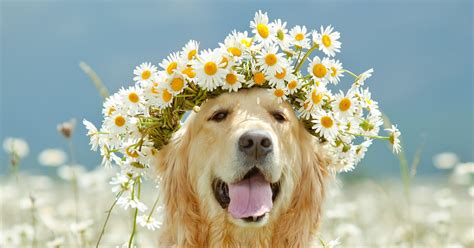 10 Photos of Animals Wearing Flower Crowns to E...