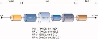 The schematic structure of neurofilaments (NFs), chromosomal (chr)... | Download Scientific Diagram