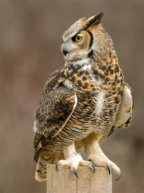 Free photo: Great Horned Owl - Amber, Hunter, Watching - Free Download - Jooinn