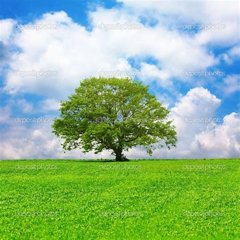 Single Tree Wallpapers - Top Free Single Tree Backgrounds - WallpaperAccess