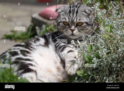 Adorable cat with a serious face expression Stock Photo - Alamy