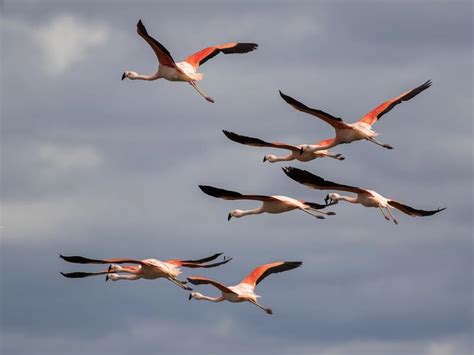 Flamingo Migration: All About The Great Pink Voyage | Birdfact