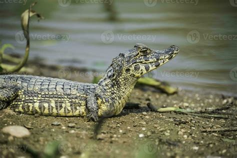 Broad snouted caiman,Caiman latirostris baby, Pantanal, Mato Grosso ...