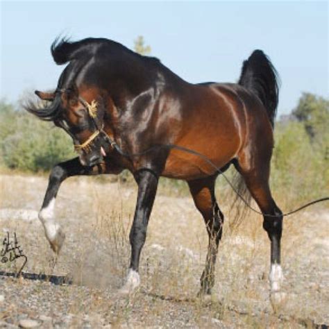 Stunning Arabian Horse Show - Western Competition