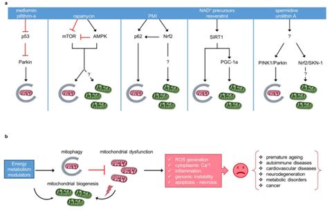 Mitophagy in health and disease – Atlas of Science