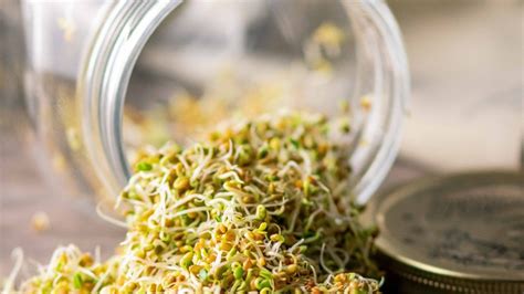 How to Grow Alfalfa Sprouts, And Why!