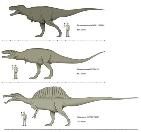 Giganotosaurus Vs Spinosaurus Size