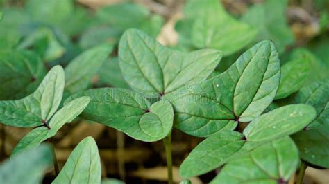 Triangle Shaped Twin Leaf Natural Background Pattern Image. Rare Plant Stock Photo - Image of ...