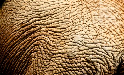 Skin Texture | Elephant - Zoo - SP | Anderson Mancini | Flickr