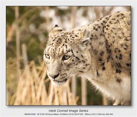 Snow Leopard | Hunting - Hank's Blog