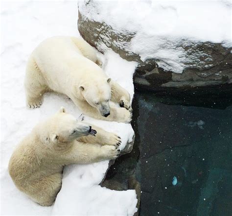 Ontario is home to the largest polar bear habitat in the world