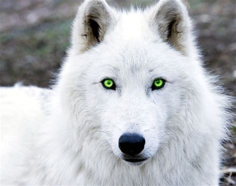 White Wolf - White Wolf's Story Wiki