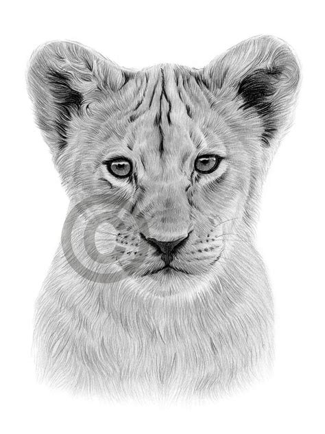 Digital Download Pencil Drawing of a Lion Cub Artwork by UK Artist Gary ...