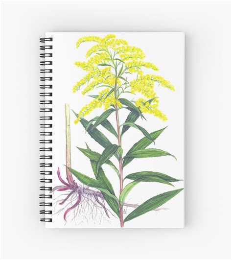 Goldenrod Drawing at PaintingValley.com | Explore collection of Goldenrod Drawing