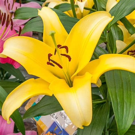 Asiatic Lily Yellow Power | K. Van Bourgondien Wholesale Lilies