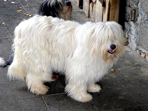 Sheepdog Breeds: Nice and Playful Dog - Dog Breeders Guide