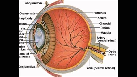 Eye Anatomy Sclera