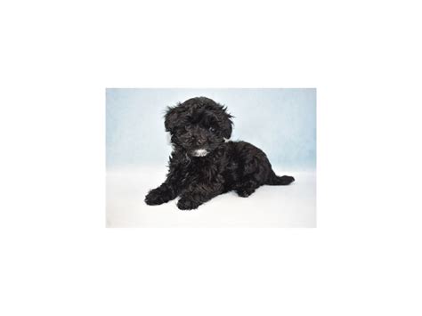 Malti-Poo-DOG-Female-Black-2633704-Petland Henderson, Nevada