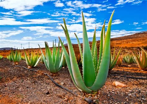 Learn How to Care for Aloe Vera