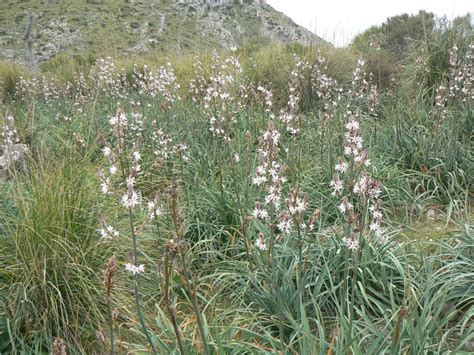 Asphodels populate the Asphodel Fields and are sacred to Hades ...