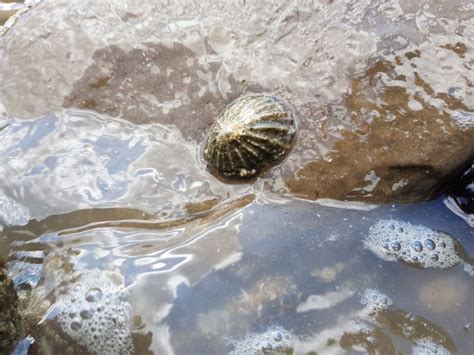 Common Limpet - Facts, Habitat, Diet, Conservation, & More - American Oceans