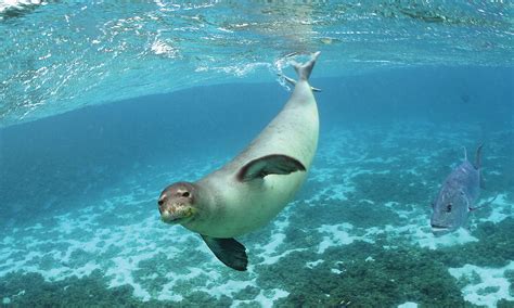 Hawaiian Monk Seal - Marine Mammal Commission