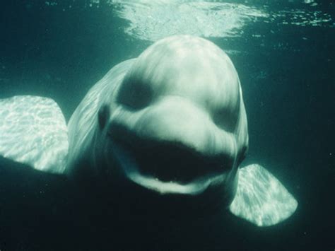 The Beluga whale that could talk - CBS News