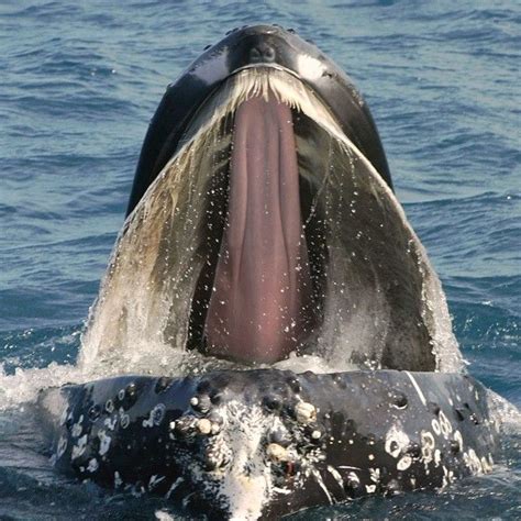 Open wide! Peer inside the mouth of a humpback whale. Worth noting are the large baleen plates ...