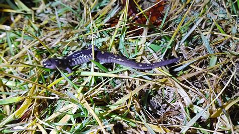 Spotted Salamander