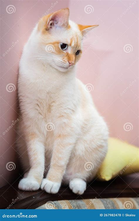 Red Point Domestic Cat Thai Siamese Portrait Stock Photo - Image of ...