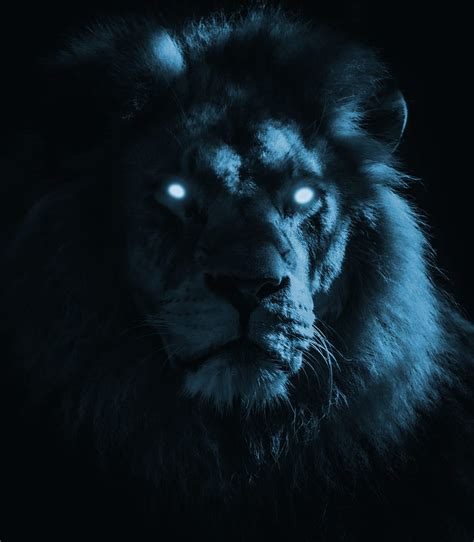 Black Lion With Blue Eyes Wallpaper