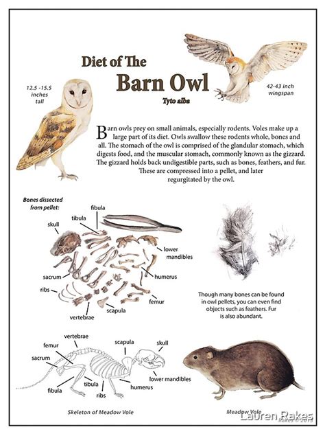 "Diet of the Barn Owl" by Lauren Rakes | Redbubble