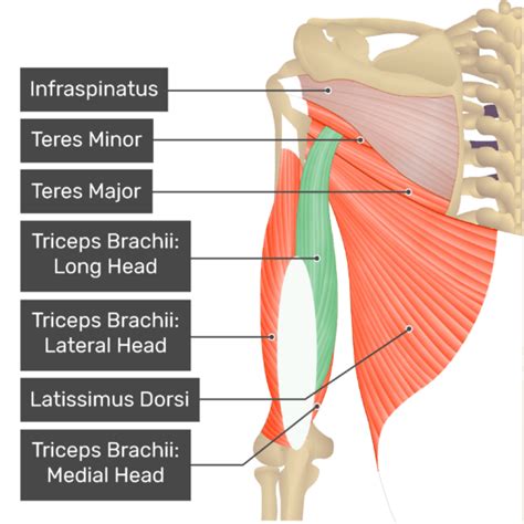 Triceps Brachii And Biceps Brachii