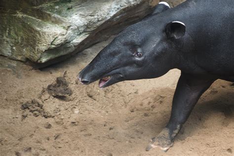 Malayan tapir - ZooChat