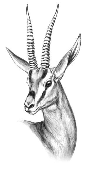 16 Thomson’s Gazelle ideas | gazelle, thomson gazelle, african wildlife