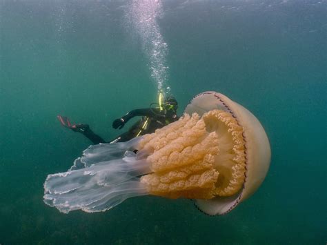 ‘An incredible moment’: Giant jellyfish captured on camera swimming with diver off Cornwall ...