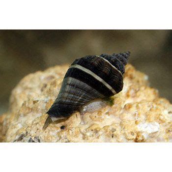 Black Stripe Giant Nassarius Snail - ended up hitch-hiking to the tank... | Black stripes, Snail ...